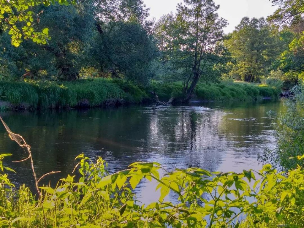 Как и на что ловить голавля фидером весной. Не спортивный способ ловли на хлеб и не только... (3).jpg